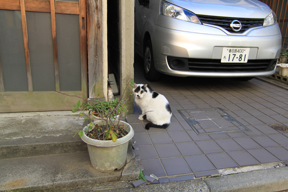 湯島・猫その一