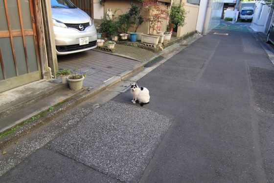 湯島・猫そのニ