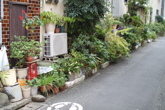 湯島・路地の植木鉢