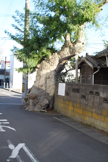 館山市内・保存樹