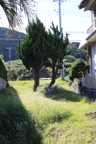 館山市香の糸杉