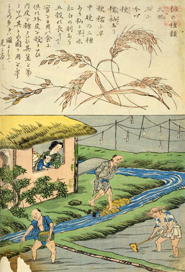 稲作図