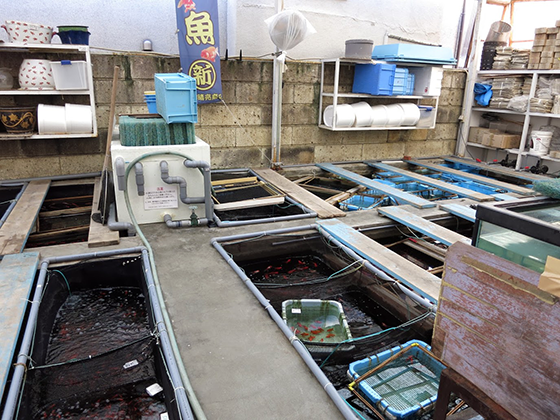 金魚坂・養魚プール